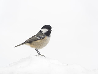 Coal tit, Parus ater