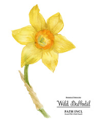 Wild Daffodil Easter Flower. Lent lily