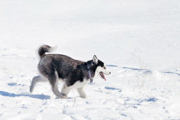 Cute husky dog on snow