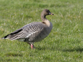 Pink-footed goose, Anser brachyrhynchus