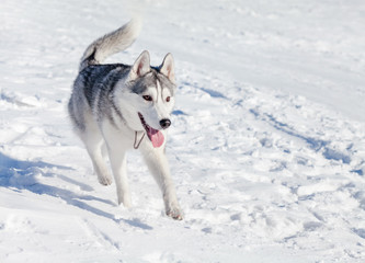 Cute husky dog on snow