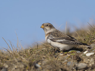 Snow bunting, Plectrophenax nivalis