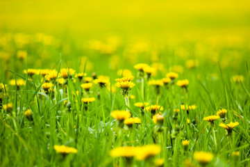 Field with yellow dandelions, a panoramic background of nature. Selective focus