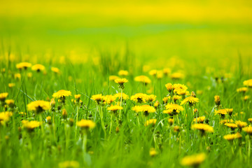 Field with yellow dandelions, a panoramic background of nature. Selective focus