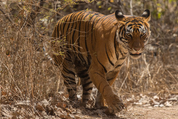 Royal Bengal Tiger from Ranthambore Tiger Reserve Rajasthan India