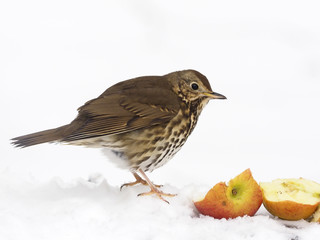 Song thrush, Turdus philomelos
