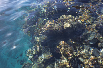 Coral reef under water