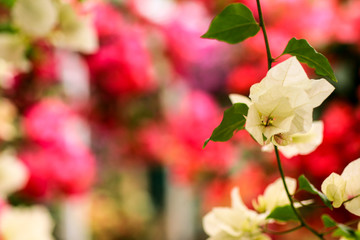 ブーゲンビリア