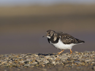Turnstone, Arenaria interpres
