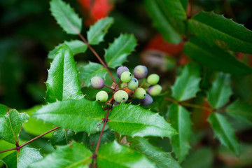 Branch with purple snowberry. Selective focus.