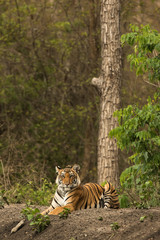 Fototapeta na wymiar Royal Bengal Tiger Nagarhole National Park Karnataka India