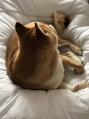 chien qui regarde la fenêtre 