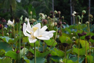 The island of Mauritius. Flower in the Botanical Garden