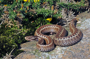 Fototapeta premium Nordiberische Kreuzotter (Vipera seoanei)