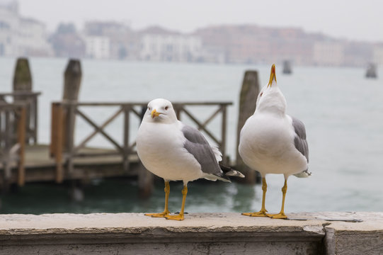 Two seagulls, one looking up