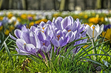 Close-up of a group of white, purple-lined crocuses in early spring