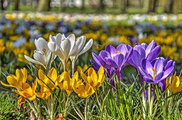 Close-up of a group of white, yellow and purple crocusses on a sunny day in earlty spring