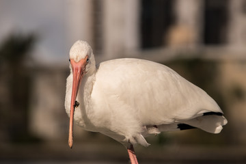 Fototapeta premium Beautiful White Ibis with blurred background