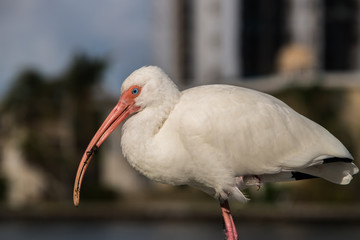 Beautiful White Ibis with blurred background