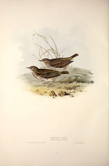 Illustration of a bird
