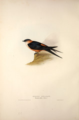 Illustration of a bird