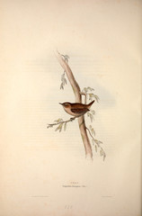 Illustration of a bird