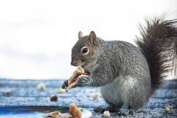 Squirrel eating a jelly covered bagel piece