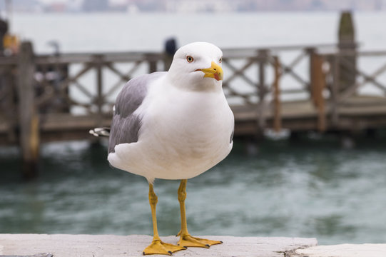 Beauty seagull in Venice, wild animal