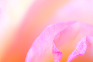 Fototapeta na wymiar Beautiful bloom of multicolored rose flower macro detail - softness abstraction