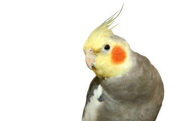 Cockatiel on a white background. The cockatiel, also known as the quarrion, is a bird that is a member of the cockatoo. The cockatiel is the only member of the genus Nymphicus.