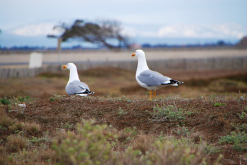 Goélands posés sur les dunes