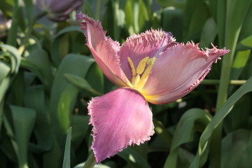 Fototapeta premium tulip