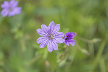 blue flower on the green field
