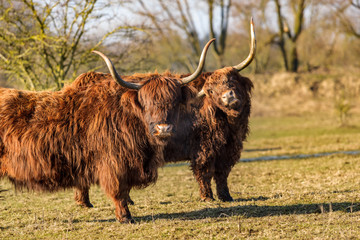 Scottish highland cows at the field at sunny winterday