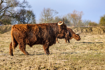 Scottish highland cows at the field at sunny winterday