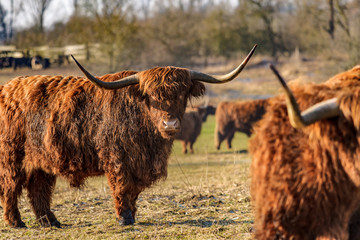 Scottish highland cows at the field at sunny winterday