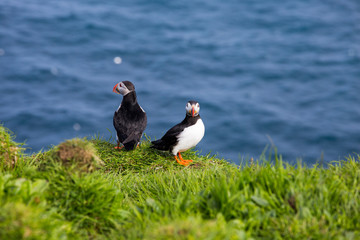 Isole Faroe.pulcinella di mare, putin