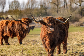 Scottish highland cows at the field at sunny winterday