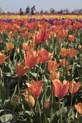 Tulips in a Field