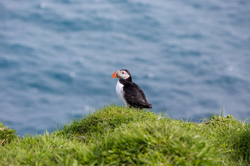 Isole Faroe.pulcinella di mare, putin