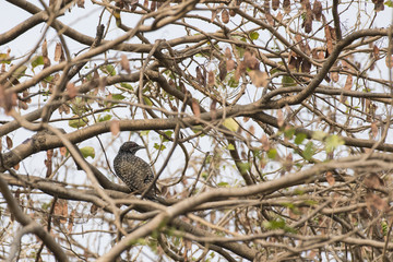 Bird: Female Asian Koel Perched on a Tree Branch in Dense Forest