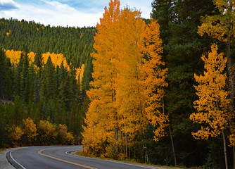 Curved Mountain Road with Golden Trees Enroute to Mt. Evans