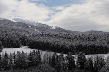 Auvergne-Rhône-Alpes - Isère - Villard-de-Lans - Forêt de sapins dans la neige