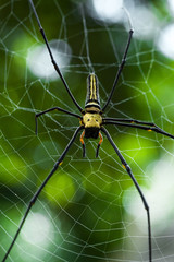 Giant spider Nephila pilipes from South Cambodia siting on the web. Beautiful green bokeh in the background. 