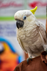 cockatoo