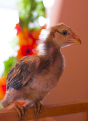 pintinhos do quintal