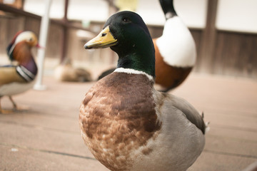 mallard