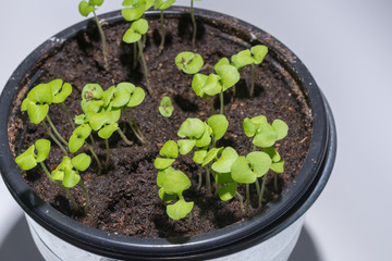 Keimlinge im Topf am wachsen