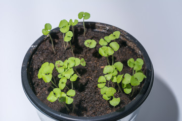 Kelie Pflanzen wachsen