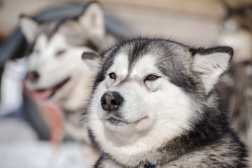 Dog from a sled harness with a shallow depth of field